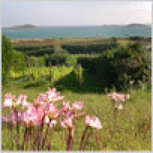 St Martins Vineyard